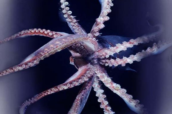 Kraken onion link