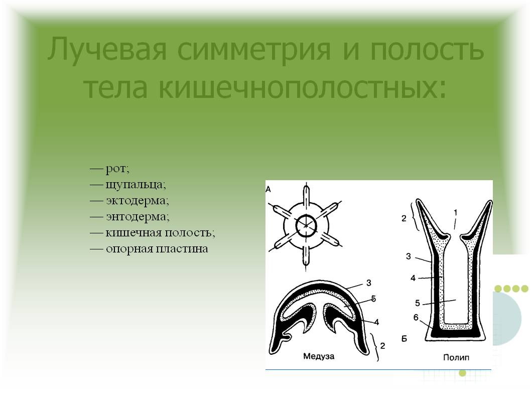 Кракен сайт магазин kraken clear com