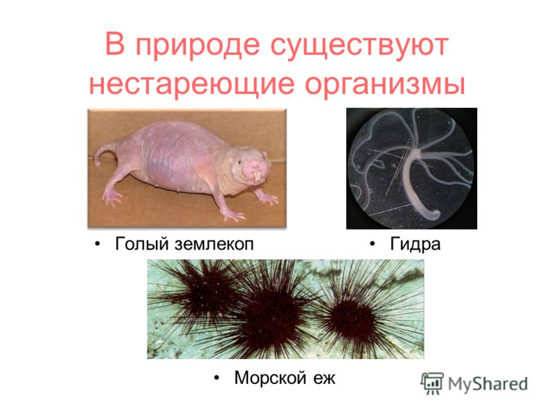 Кракен шоп даркнет